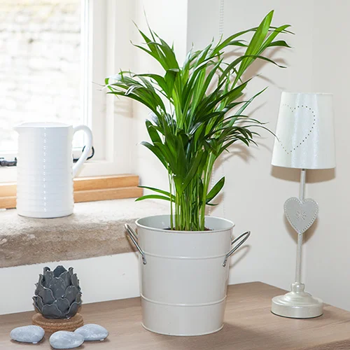 gardeningdirect2988164