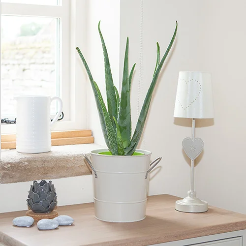 gardeningdirect2988185