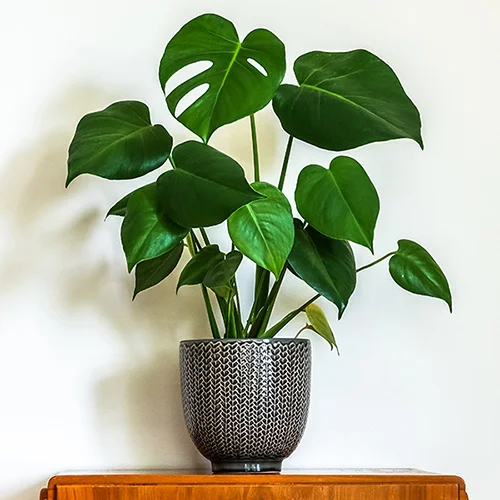 gardeningdirect2988210