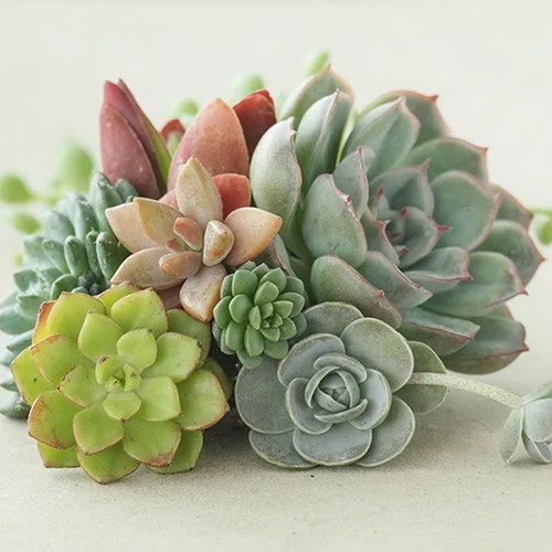 gardeningdirect2988233
