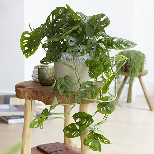 gardeningdirect2988278