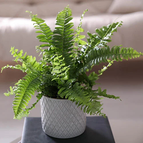 gardeningdirect2988301