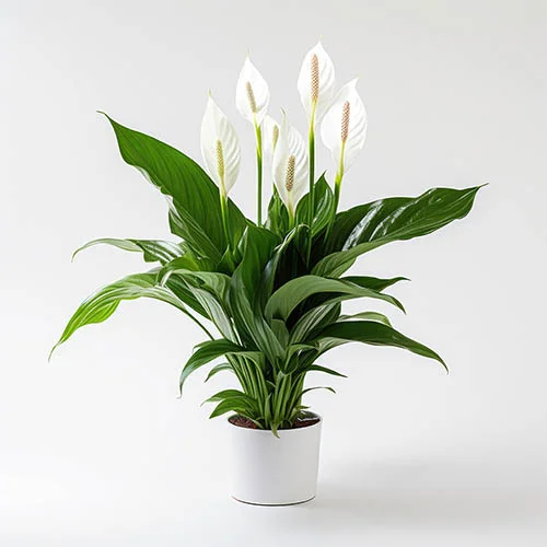 gardeningdirect2988335