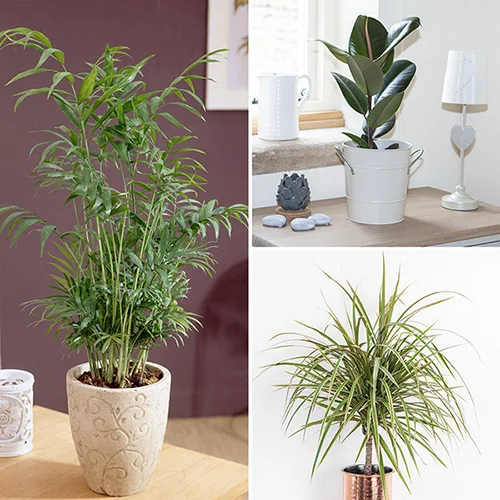 gardeningdirect2988367