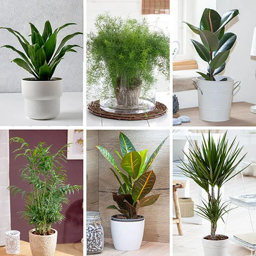 gardeningdirect2988387