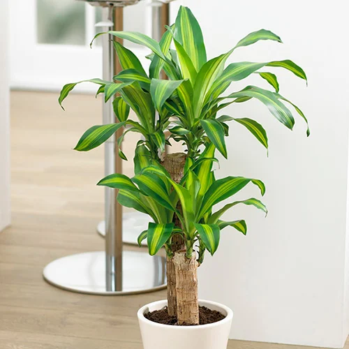 gardeningdirect2988407