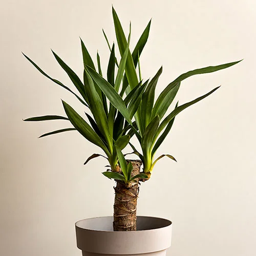 gardeningdirect2988421