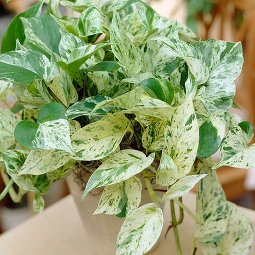 gardeningdirect2988443