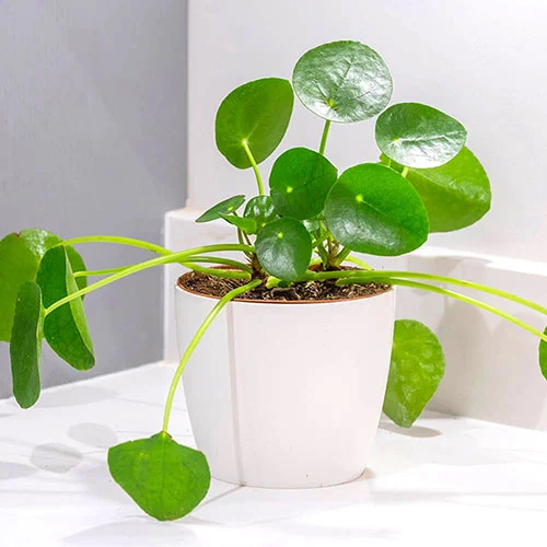 gardeningdirect2988461