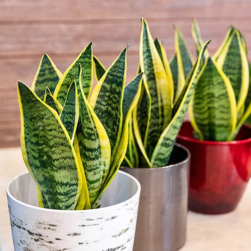 gardeningdirect2988484