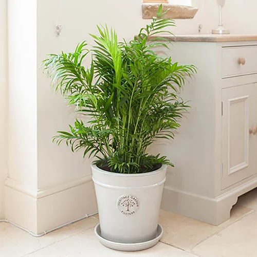 gardeningdirect2988505