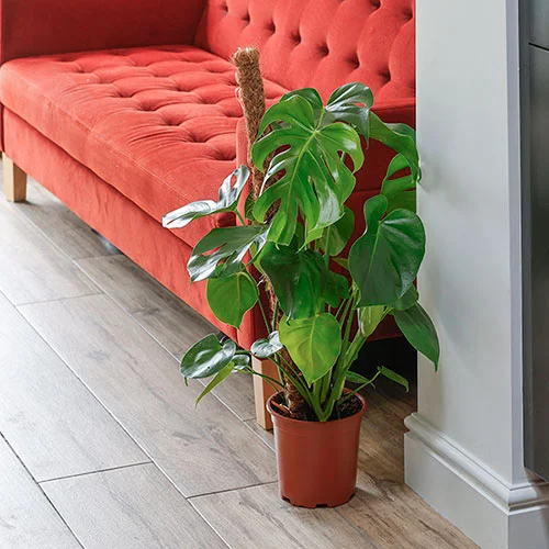 gardeningdirect2988527