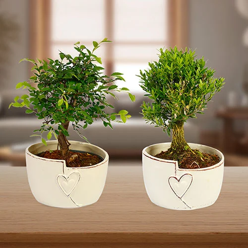 gardeningdirect2988544