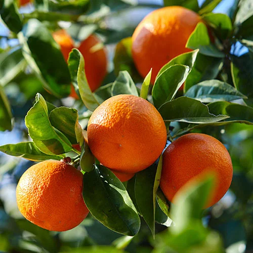 gardeningdirect2988627