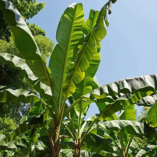 gardeningdirect2988749