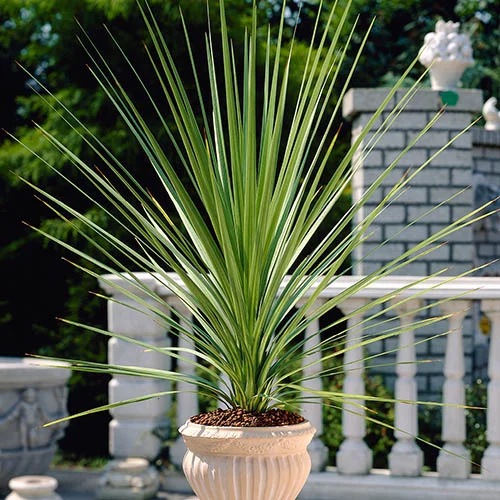 gardeningdirect2988836
