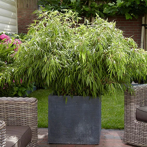 gardeningdirect2988862
