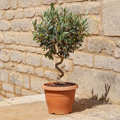 gardeningdirect2988900