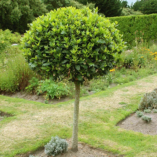 gardeningdirect2988950