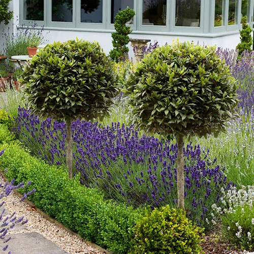 gardeningdirect2988971