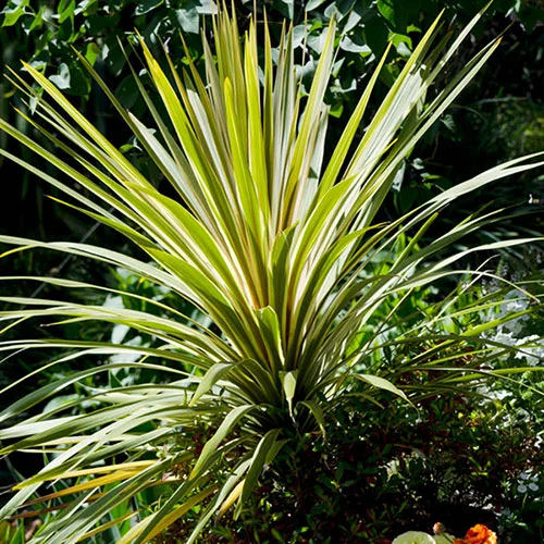 gardeningdirect2988998