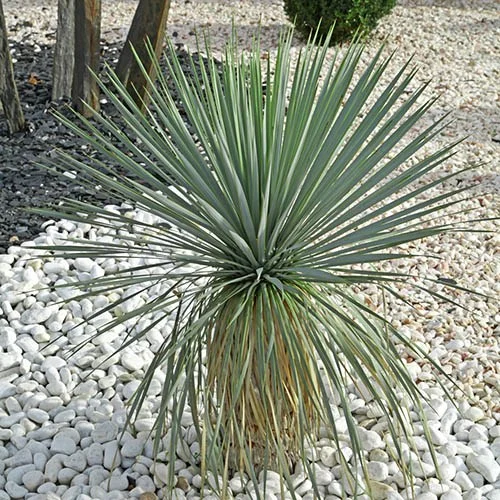 gardeningdirect2989015