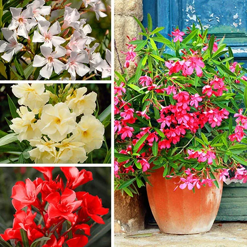 gardeningdirect2989033