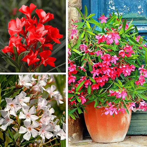 gardeningdirect2989084