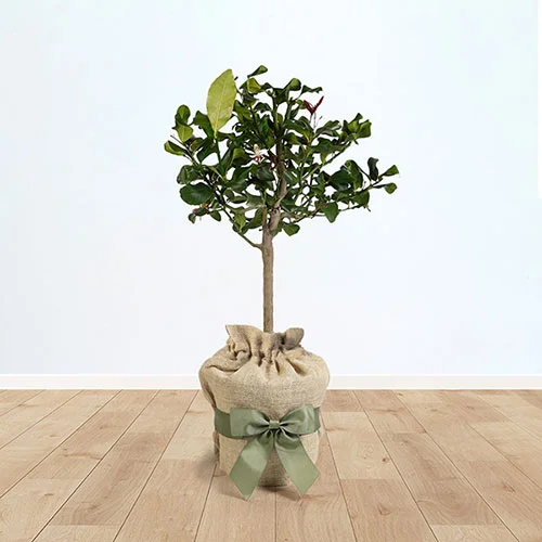 gardeningdirect2989104