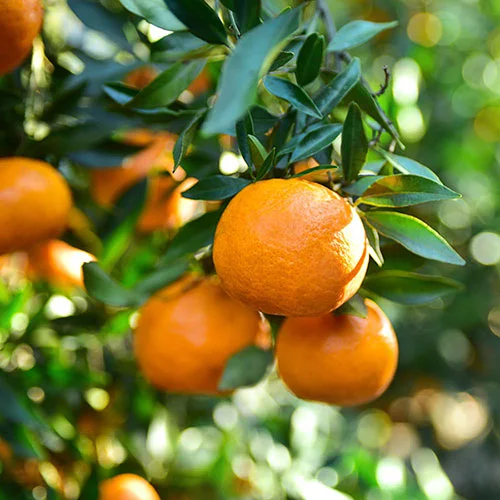 gardeningdirect2989146