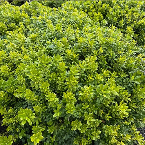 gardeningdirect2989166