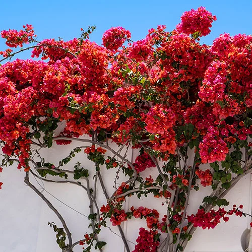 gardeningdirect2989186