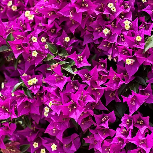gardeningdirect2989206