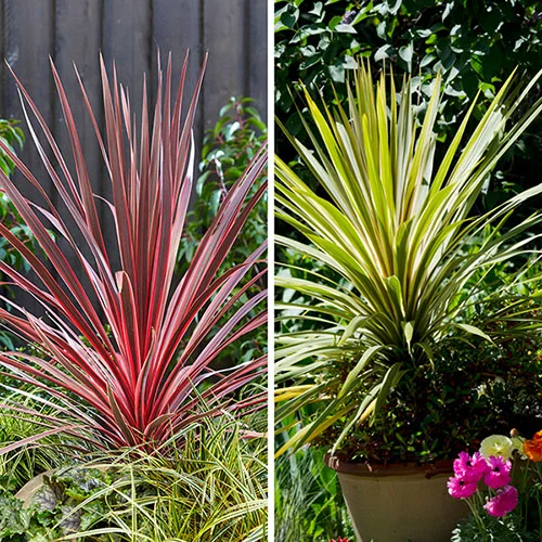 gardeningdirect2989244