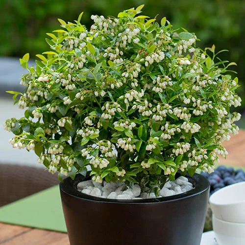 gardeningdirect2989305