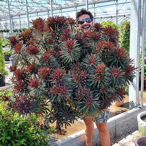 gardeningdirect2989328