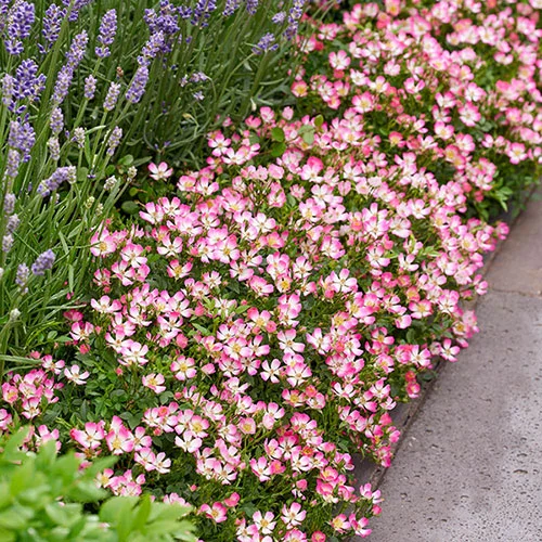 gardeningdirect2989381