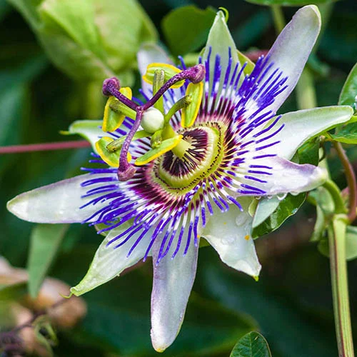 gardeningdirect2989403