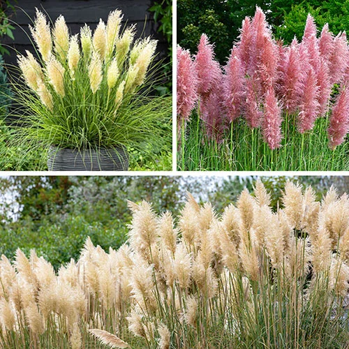 gardeningdirect2989471