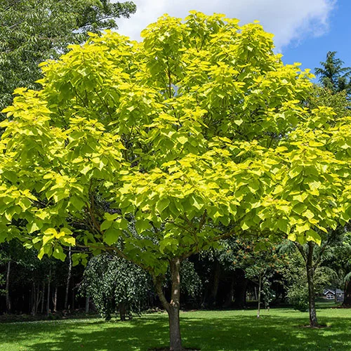 gardeningdirect2989493