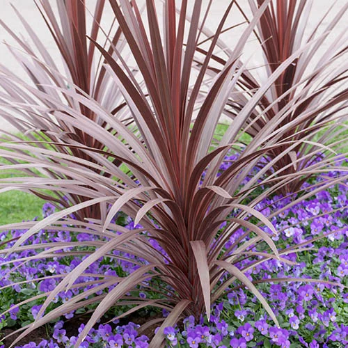 gardeningdirect2989731