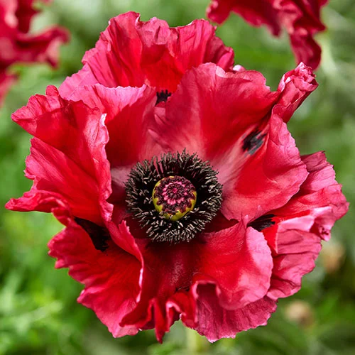 gardeningdirect2989805