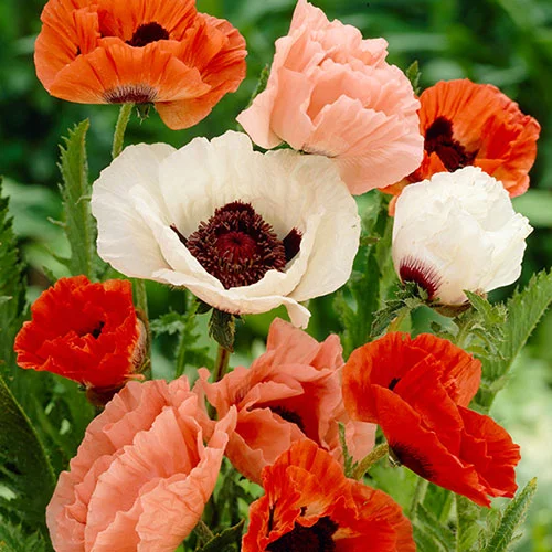 gardeningdirect2989847