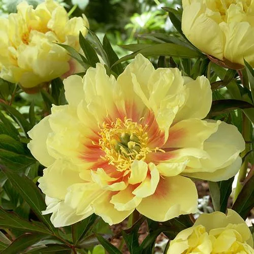 gardeningdirect2989910