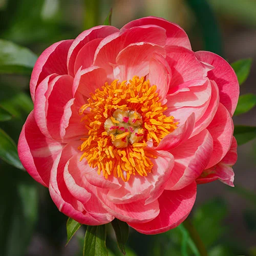 gardeningdirect2989930