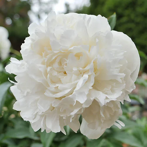 gardeningdirect2989973