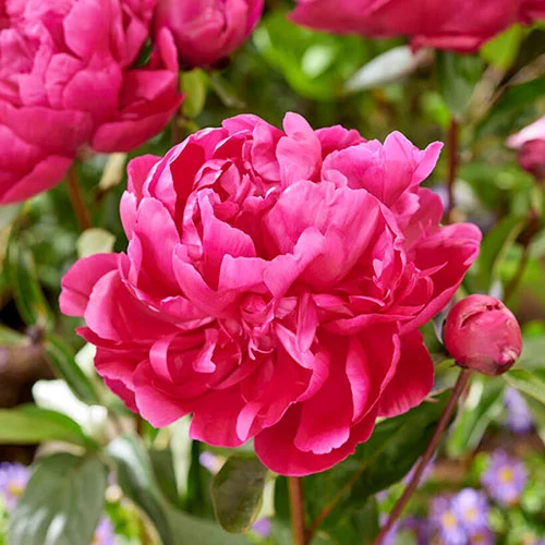 gardeningdirect2989995