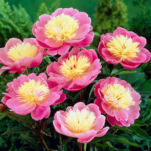 gardeningdirect2990016