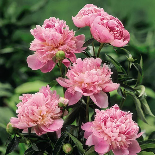 gardeningdirect2990056