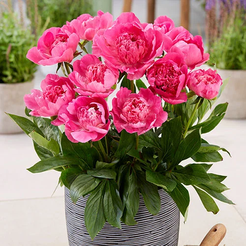 gardeningdirect2990072